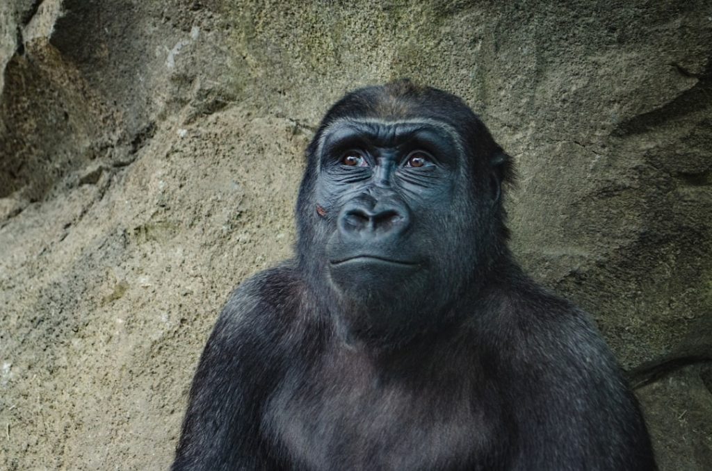 Banro: A Blueprint for Ethical Mining in the DRC — Hope or Illusion?
