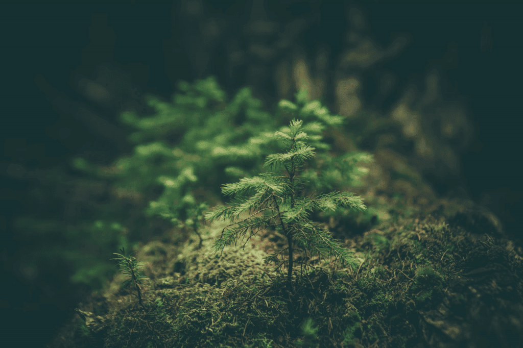 Eco-Friendly Product Reviews - Discover Smart, Sustainable Choices 7 Eco-Friendly Product Reviews Young pine tree growing in a lush green forest, symbolizing eco-friendly and sustainable living.